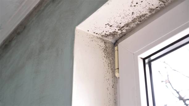 Best Crawl Space Mold Removal  in Hartland, WI