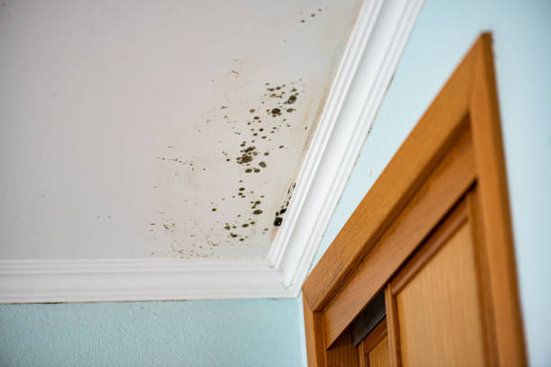 Attic Mold Removal in Hartland, WI
