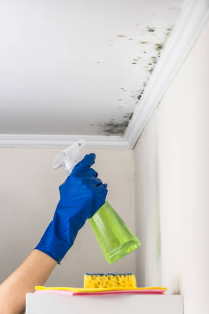 Best Professional Mold Removal  in Hartland, WI