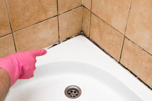 Best Toxic Mold Removal  in Hartland, WI